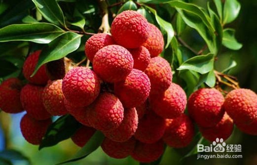 梅杰综合征的患者夏季禁食