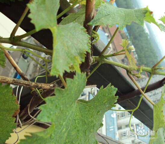 阳台花园：[5]家里怎么种葡萄，葡萄种植方法
