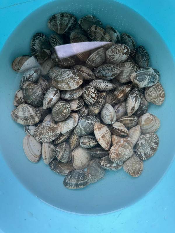 万能丝瓜蛤蜊花甲吃法