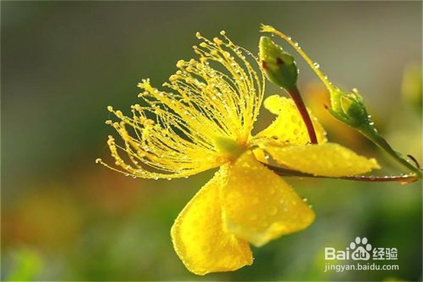 金丝梅应该怎么养？