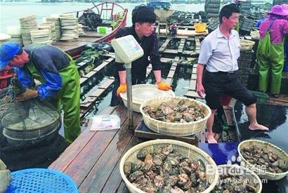 鲍鱼烧茄子的做法