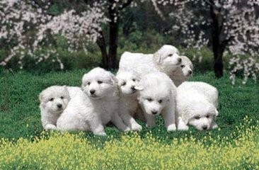 导致狗狗疫苗失败的原因有哪些怎么补救