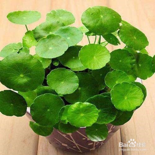 室外铜钱草怎么过冬