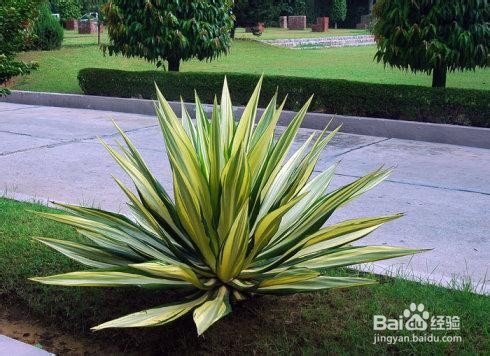 龙舌兰的养殖和注意事项