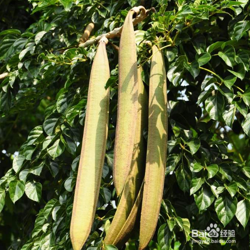 木蝴蝶的培育方法和注意事项