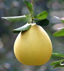 如何用果皮美容的小窍门