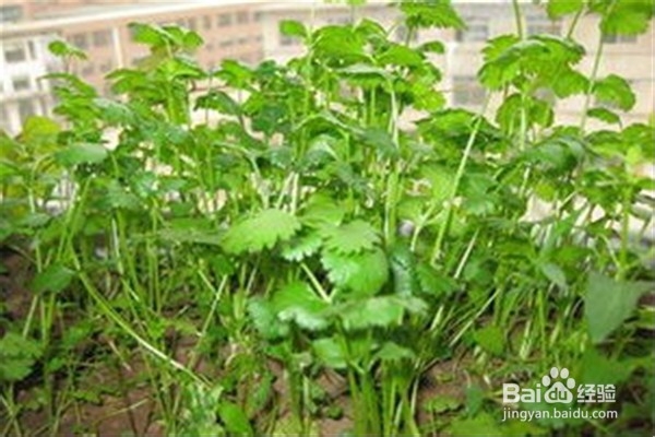 如何种植香菜