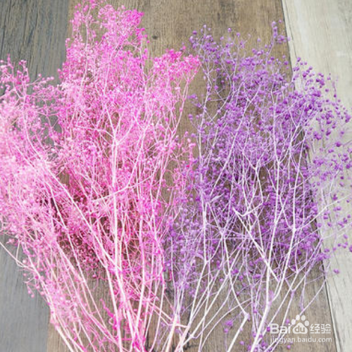 满天星适合室内养殖吗？