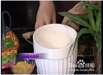 如何室内养花不死?室内养花的技巧、注意事项