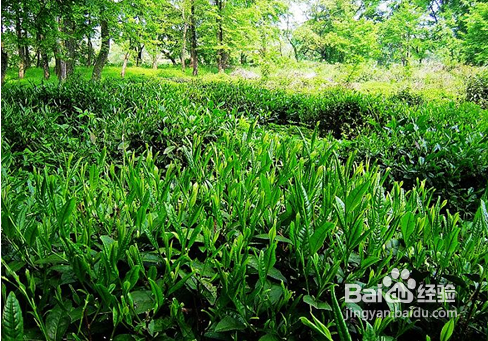 对付黑眼圈的秘密武器