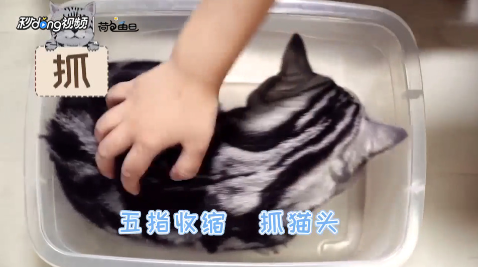 怎样抚摸猫咪