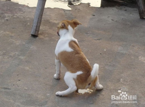 怎样辨别幼犬的性别 百度经验