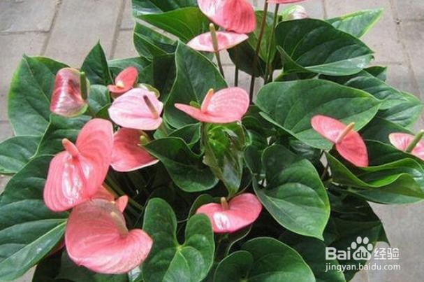 怎么养殖开花的红掌