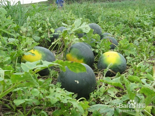 吃西瓜上火还是败火