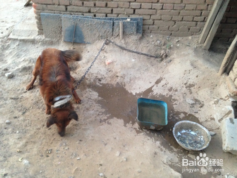 如何给凶猛的狗喂食物