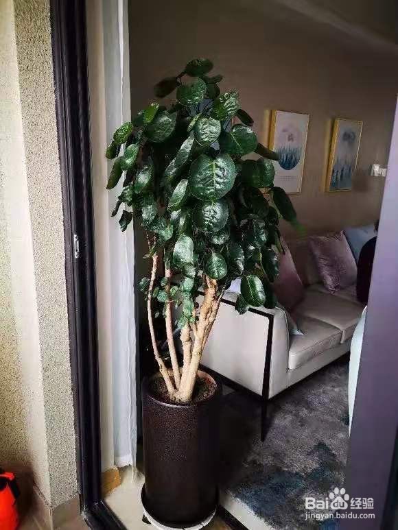 客厅最爱养的大型花，大气上档次，净空气聚财气