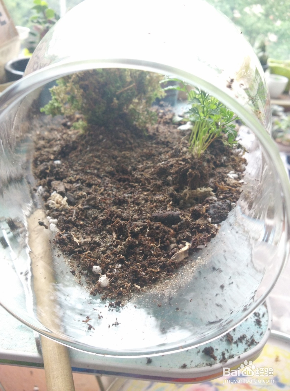 苔藓植物微景观制作步骤