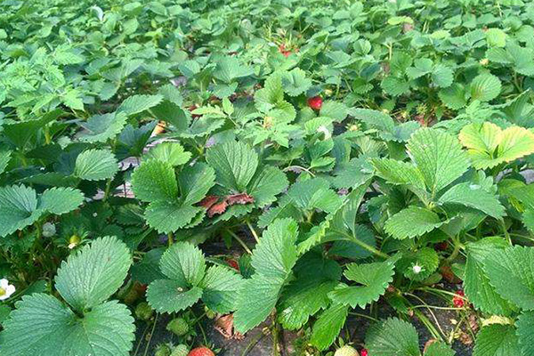 草莓种子直接种土里会发芽吗