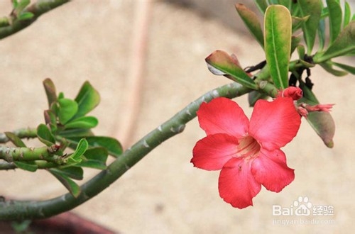 室内最好养的大型植物有哪些?