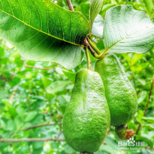 菲油果的养殖方法和病虫预防
