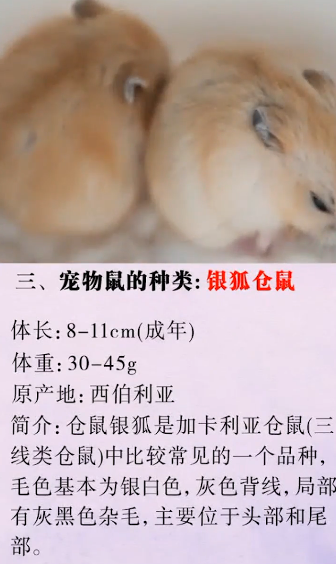 怎么辨别宠物鼠的种类