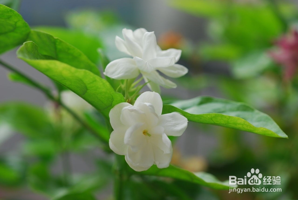 用PS快速制作带格子的背景图片