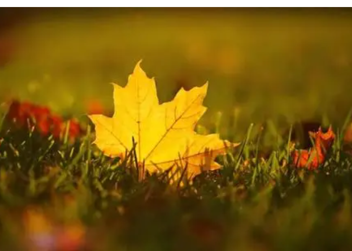 被落叶砸中表示什么