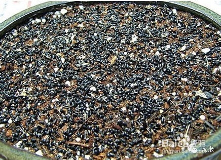 柚子、桂圆、火龙果，都可以变成有趣的盆栽