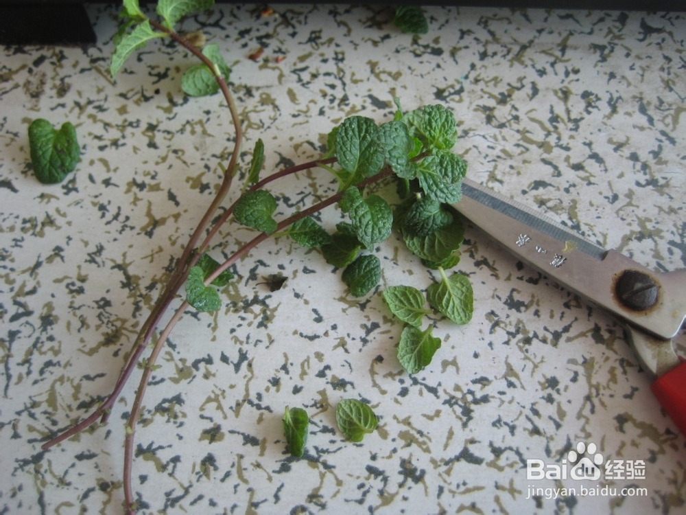 如何水培薄荷