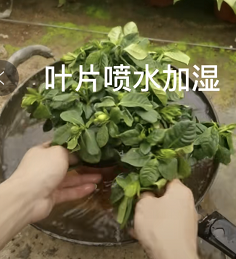 刚买回来的栀子花叶子蔫了怎么办