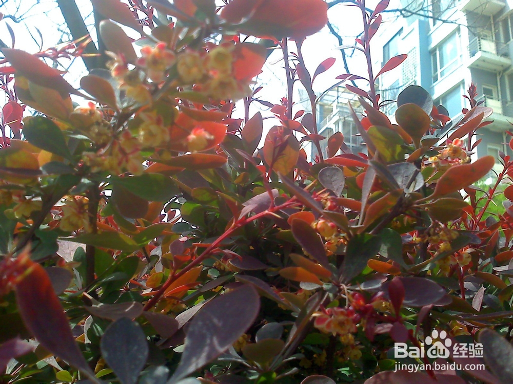 牙齿怎样保护才能吃饭香