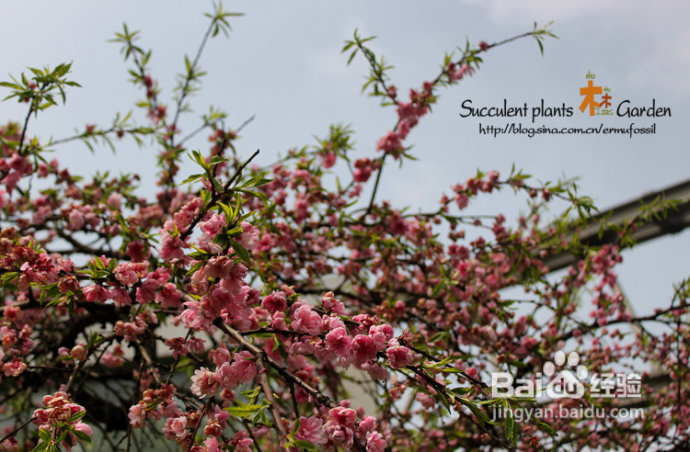 上海植物园（上）