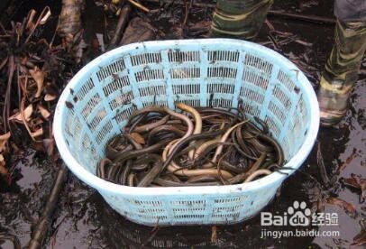 黄鳝冬季囤养技术