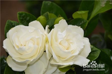 栀子花怎样换盆换土