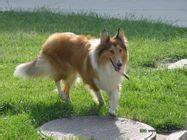 狗狗乘车注意事项