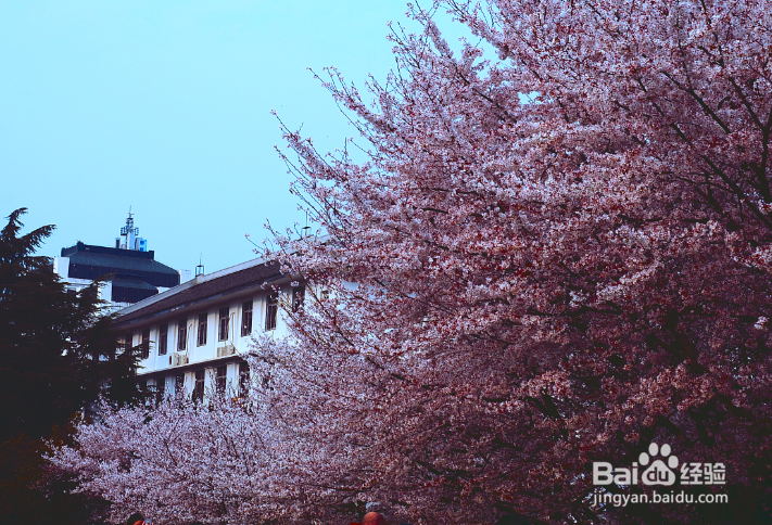 武大樱花直播日程