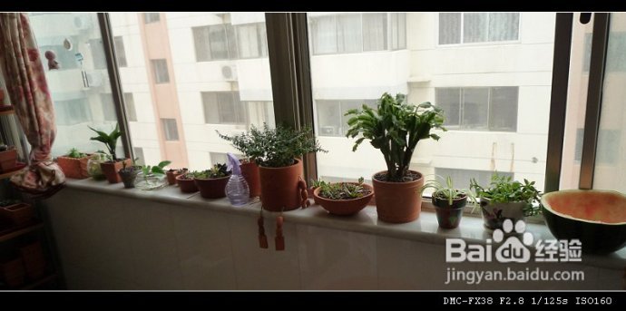 8月1日更新（附“花土”心得）--DIYDIY阳台花园日记