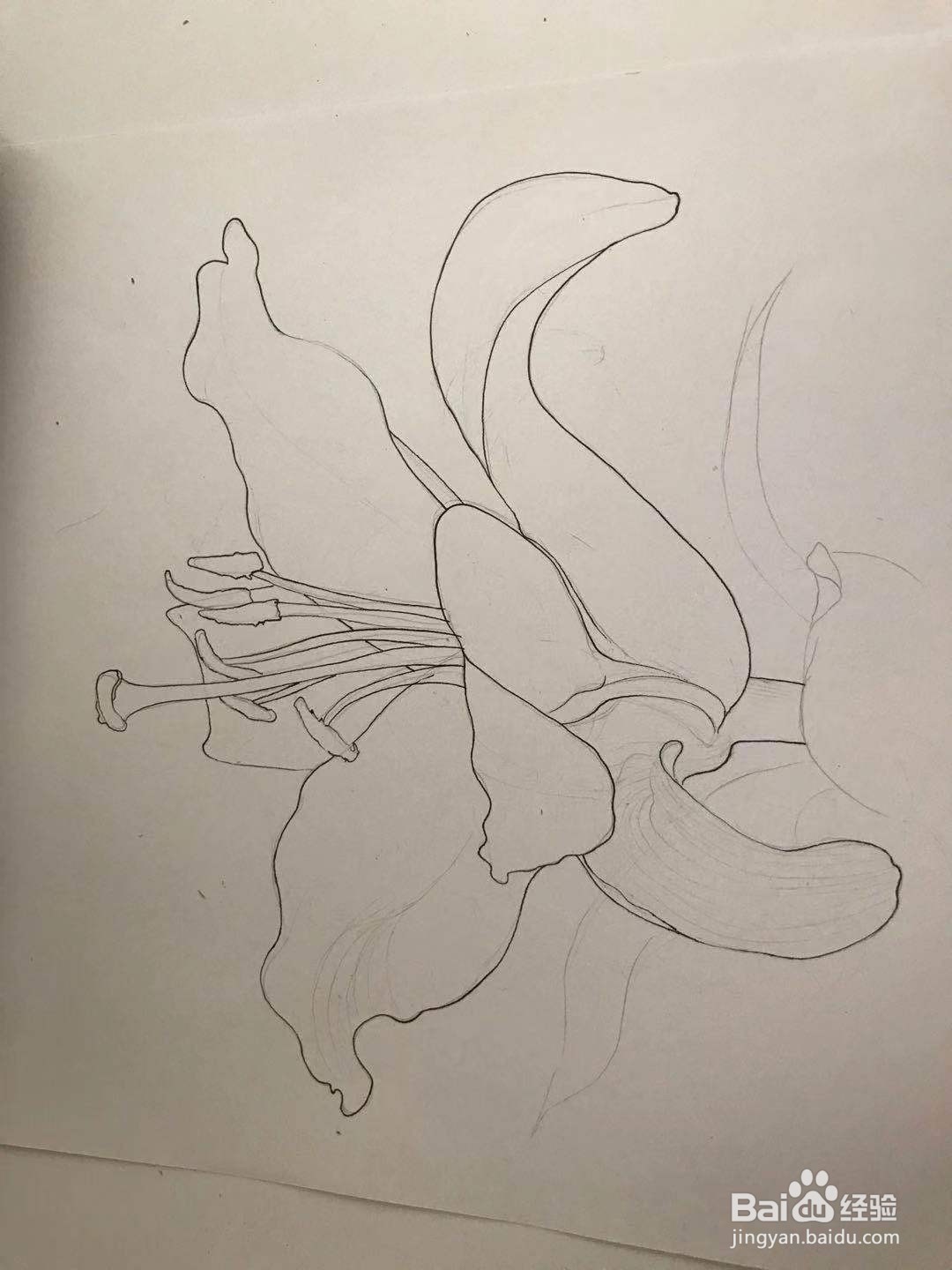 百合花黑白线描画