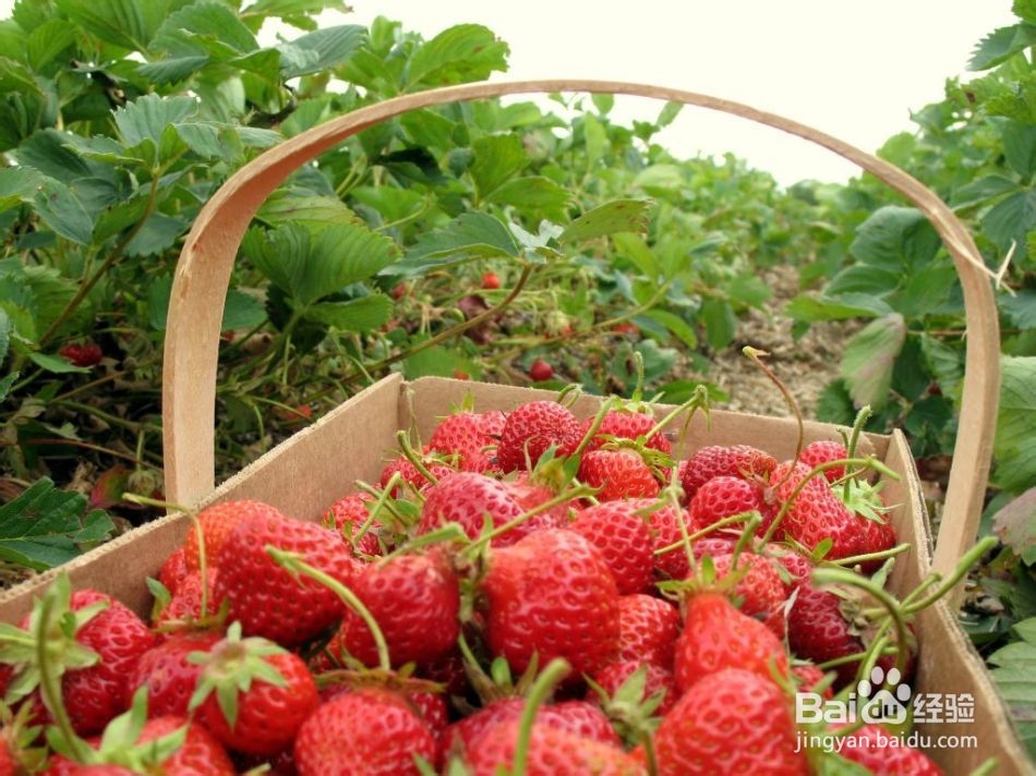 草莓采摘需要注意的事项