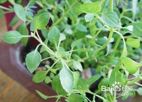 香草植物的栽培要点有哪些 百度经验