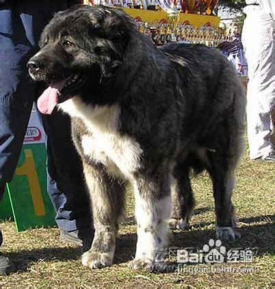 如何挑选高加索犬