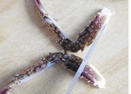完美取得螃蟹肉：简单方法教你拆解一只活螃蟹