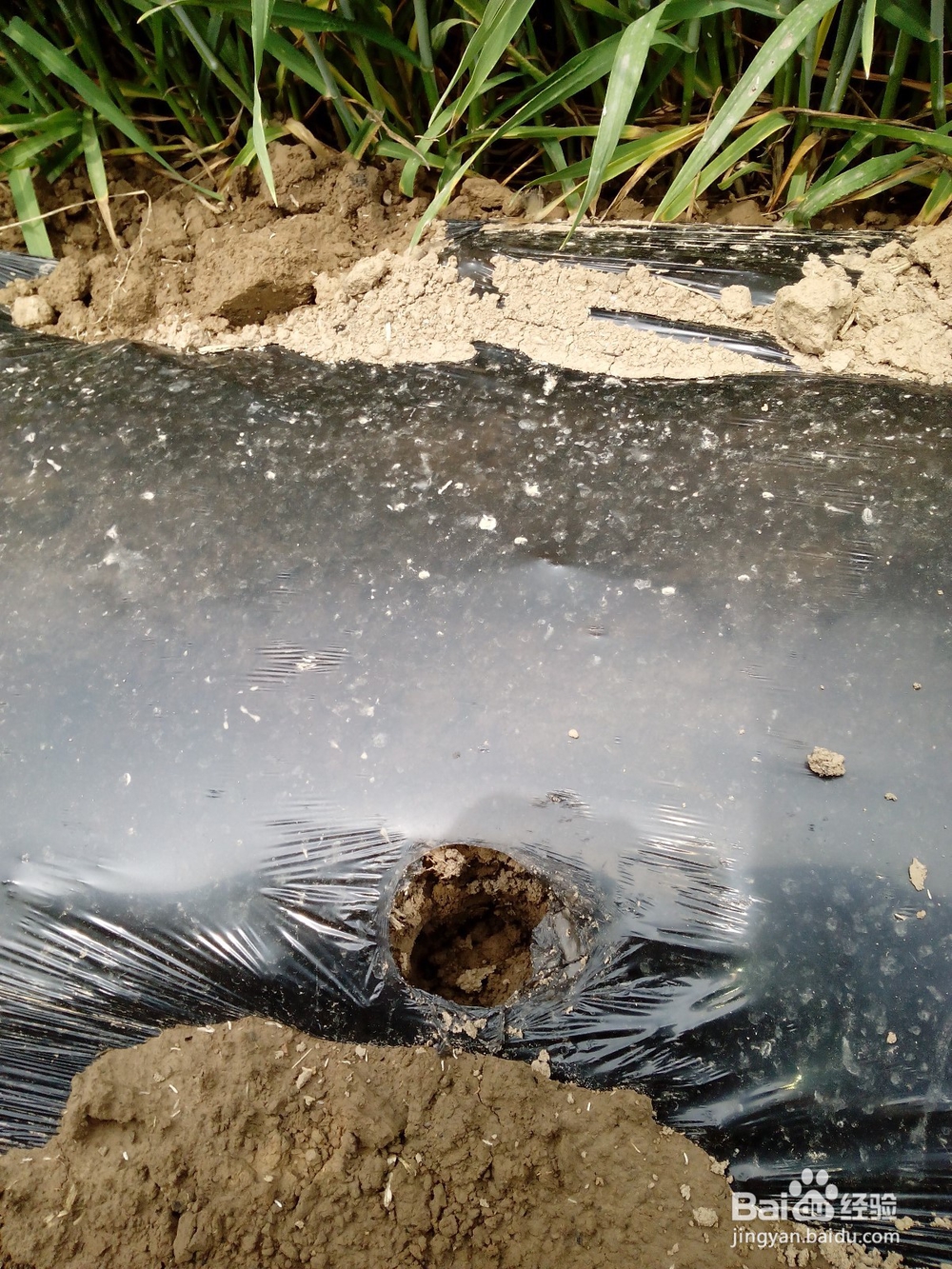 如何栽种西瓜苗