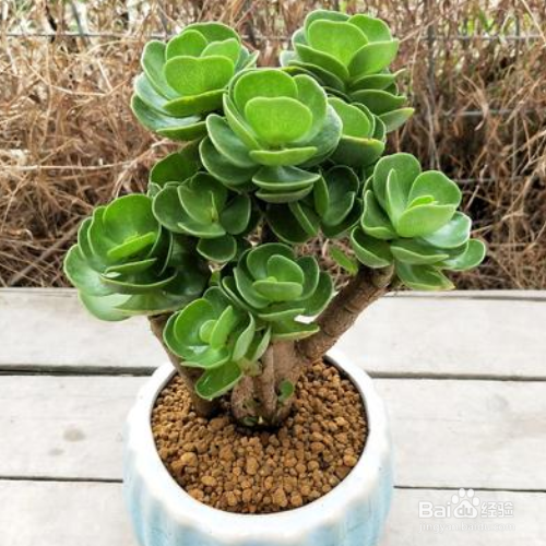 金钱木叶子发黄变软怎么办?