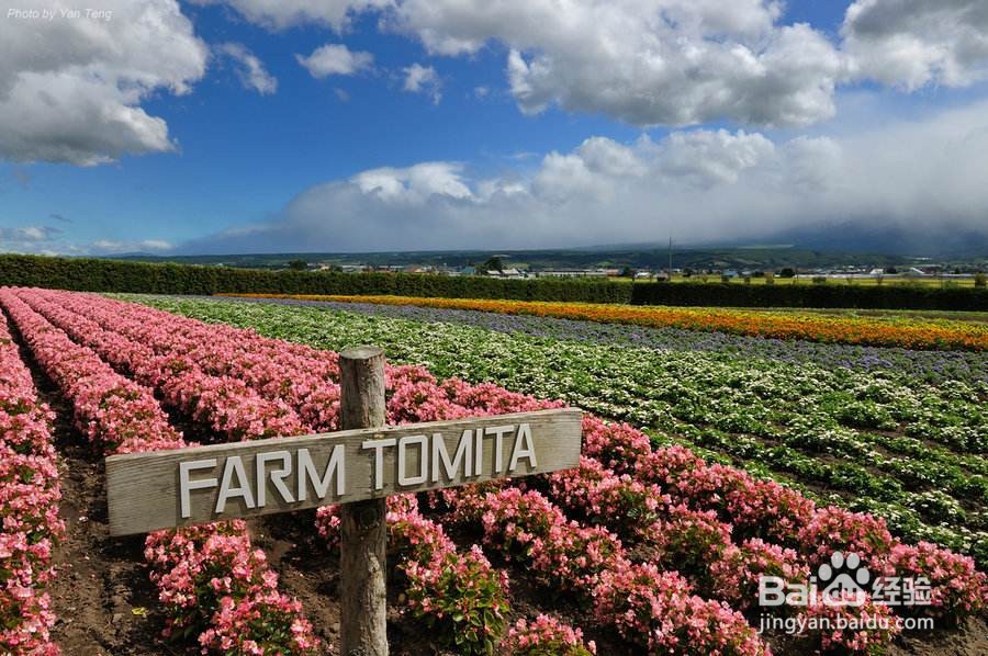 富良野美瑛一日游攻略