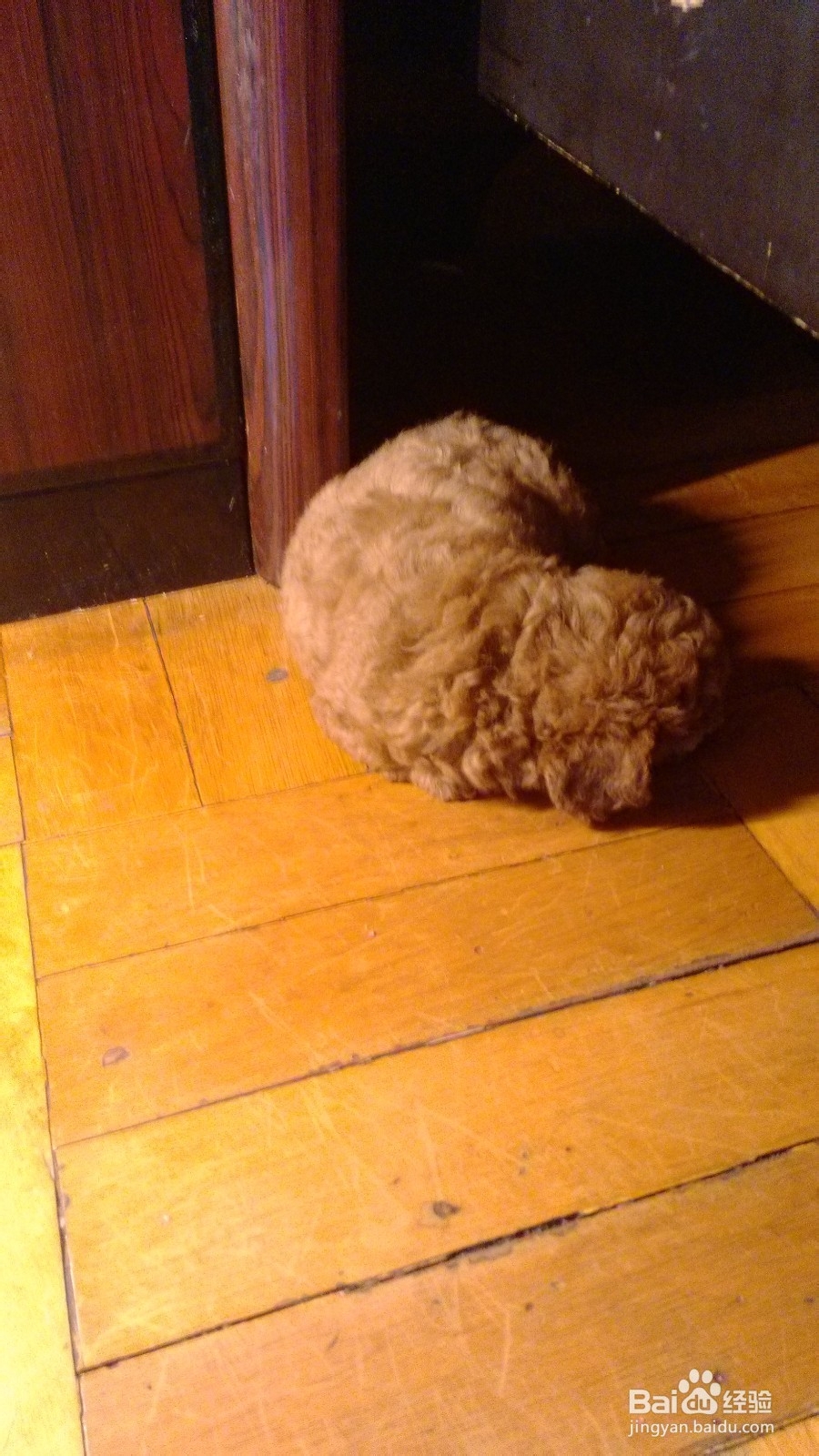 如何挑选泰迪幼犬