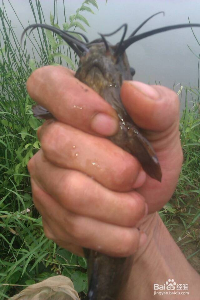 教你钓到鱼后怎样徒手抓塘角鱼和鲶鱼不伤到手
