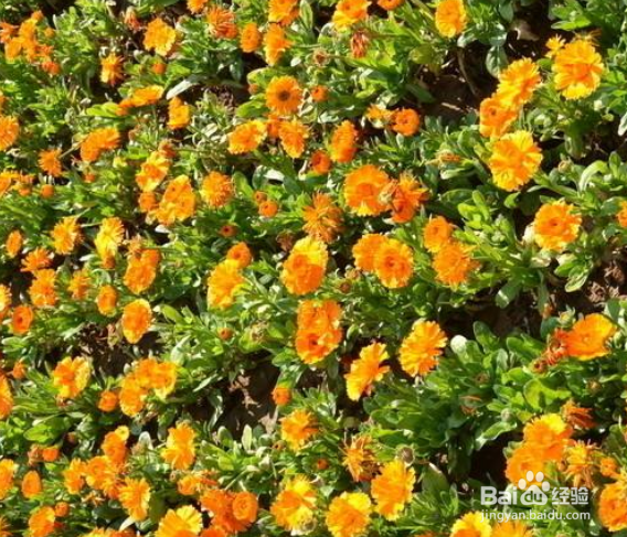 怎样栽培金盏菊?