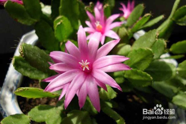 夏季盆栽烂根是什么原因