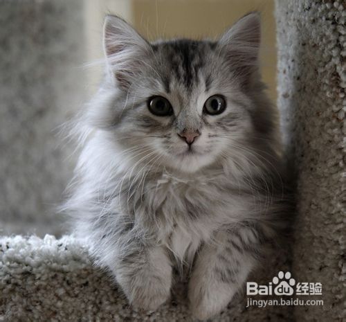 猫咪毛发打结的处理方法